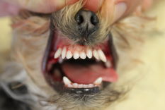 Zahn Ziehen Hund
