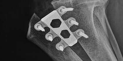 Kreuzbandchirugie TTA Rapid Hund