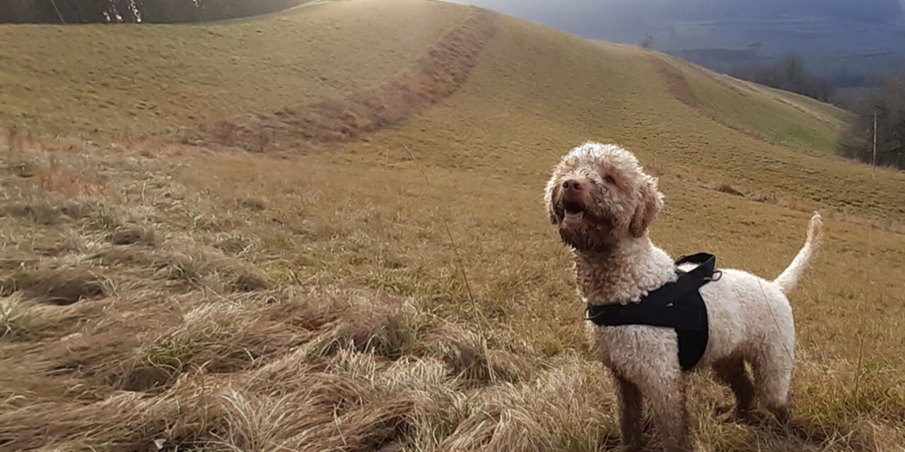 Ernährung, Diäten Katze Hund, Trüffel, Lagotto Romagnolo Wackes